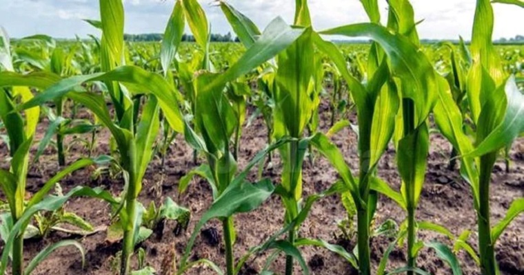 Científicos argentinos identificaron un gen clave para la resistencia de plantas a patógenos y salinidad