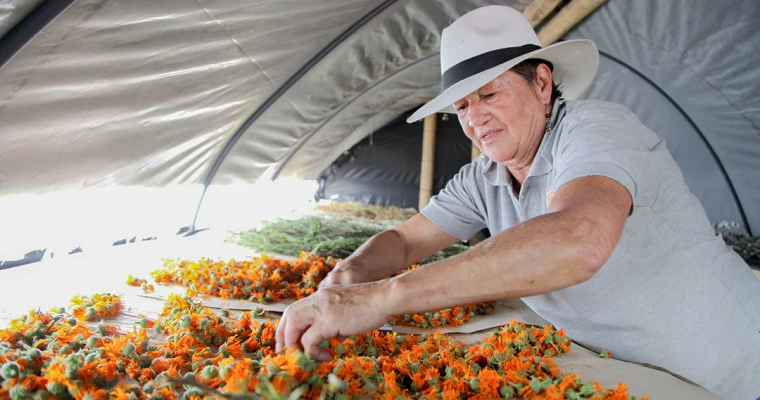 La industria de plantas aromáticas exportó us$49,2 millones y creció 16% en 2022