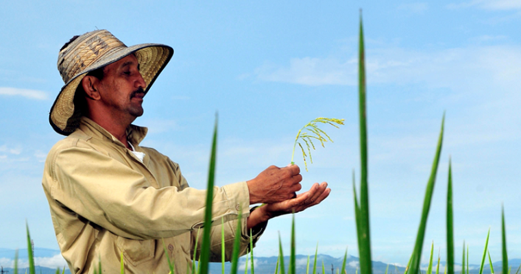 Más de cien líneas de arroz élite para ALC, de los programas de mejoramiento de arroz (ALIANZA-FLAR) para ser adoptadas por todos
