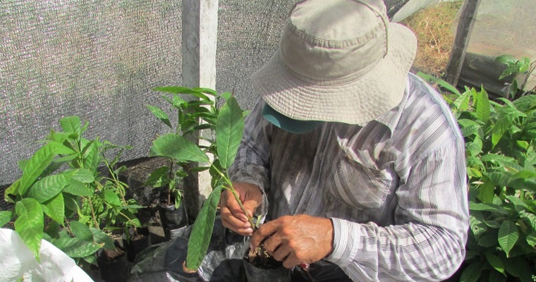 La domesticación del cacao reduce su abundancia microbiana: un desafío para la agricultura