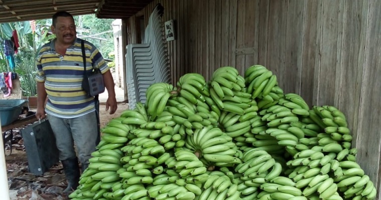 Campesino beneficiario de restitución en El Dorado (Meta), comercializa su primera cosecha de banano