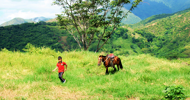 Don Carlos Castro y su ganado se han convertido en el ejemplo de la pujanza en la vereda El Albarico, habitada por beneficiarios de restitución