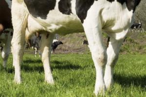 ¿Cómo se presenta la artritis séptica en bovinos y cómo debe tratarse?