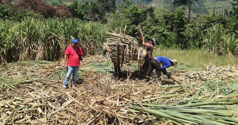 Contribuciones tecnológicas para el sector panelero de Nariño