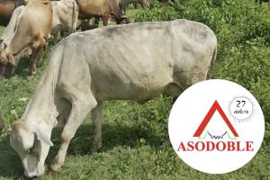 Realizar la ganadería bovina en esquemas naturales es la visión de Asodoble