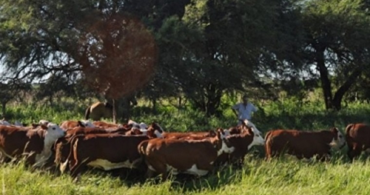 ¿Quiere producir más carne por hectárea? Lea cómo hacerlo