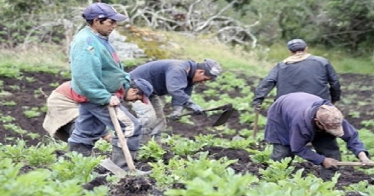 En un semestre población campesina creció cerca de 5 %, según el Dane