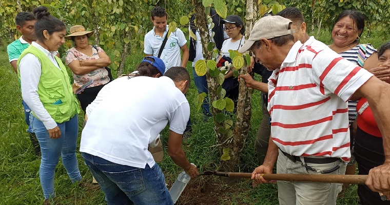 Con capacitación a productores y muestreo de plagas y enfermedades en cultivos alternativos, avanza proyecto AGROSAVIA - UNODC en Putumayo