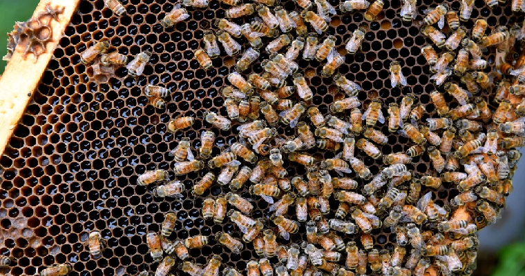 Así puede mejorar la productividad de sus cultivos mediante la polinización dirigida