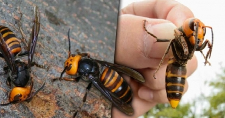 Avispón gigante una amenaza para la agricultura