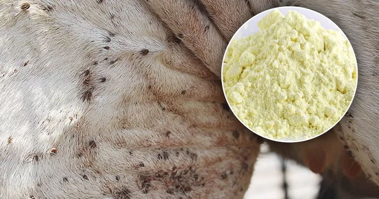 El azufre elemental, clave para el control de garrapatas en bovinos