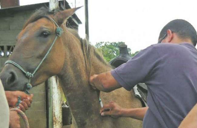 Declarada cuarentena por influenza equina