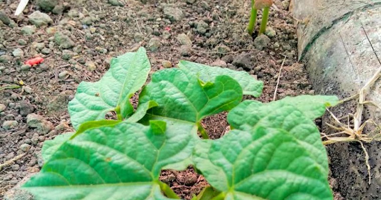 Gobierno de Circasia logró subsidio del ministerio de Agricultura para productores agropecuarios