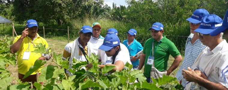 Agrosavia socializa a productores de Córdoba y Sucre investigaciones de manejo del ácaro Tetranychus ludeni en el cultivo de berenjena