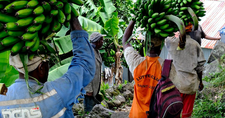 Nuevo curso electrónico sobre el marchitamiento por Fusarium del banano