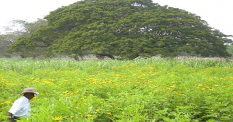 ¿Conoce qué son los bancos de energía y proteína?
