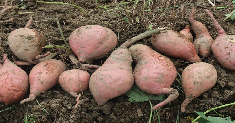 Se registra la primera variedad de batata AGROSAVIA Aurora