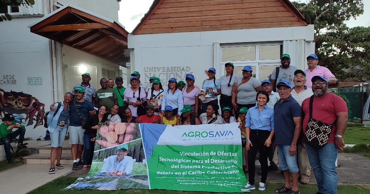 Batata AGROSAVIA Aurora se posiciona en San Andrés Isla como una alternativa de diversificación de productos agrícolas