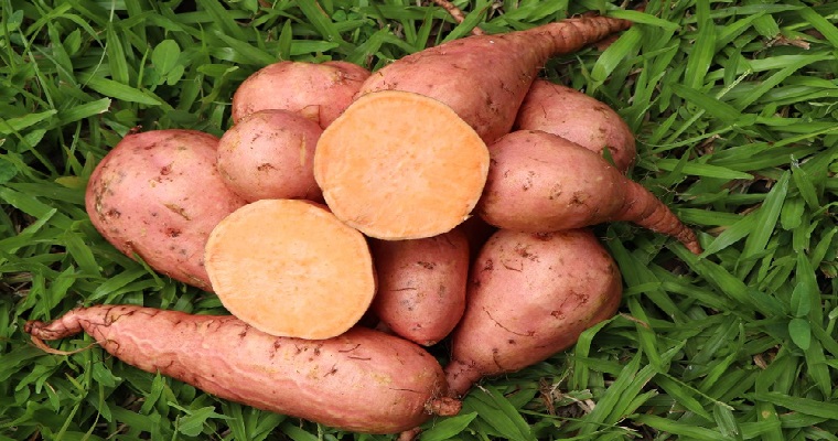 La batata: una especie conservada tradicionalmente y con alto potencial por su valor de uso y calidad nutricional