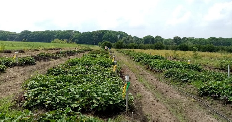 Avanza proyecto de investigación para registrar nueva variedad de batata para el Caribe colombiano
