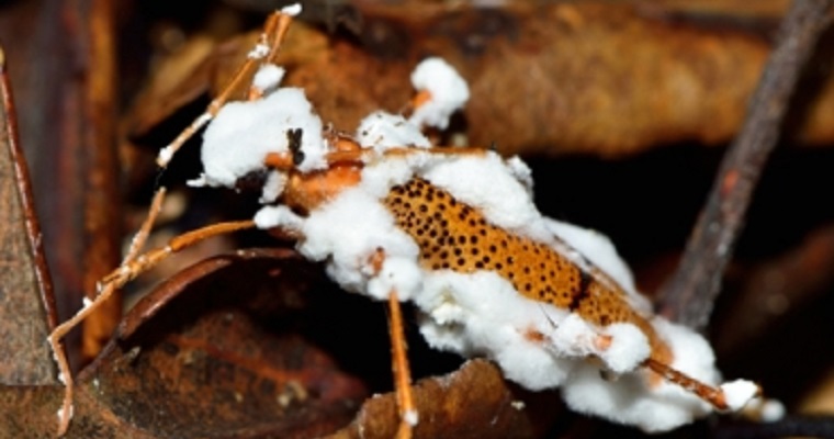 Aprenda sobre los tipos de microorganismos de control biológico y cómo usarlos