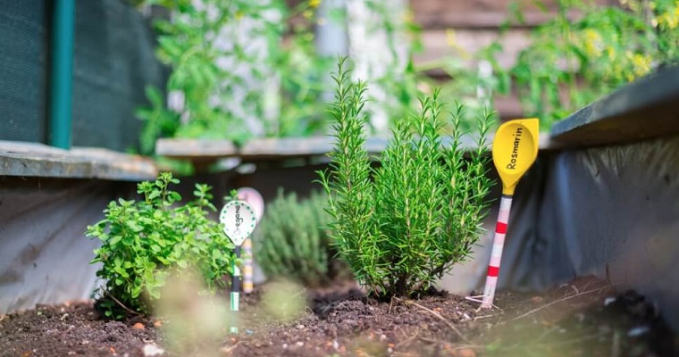 Agricultura urbana: cultivos que provee la ciudad