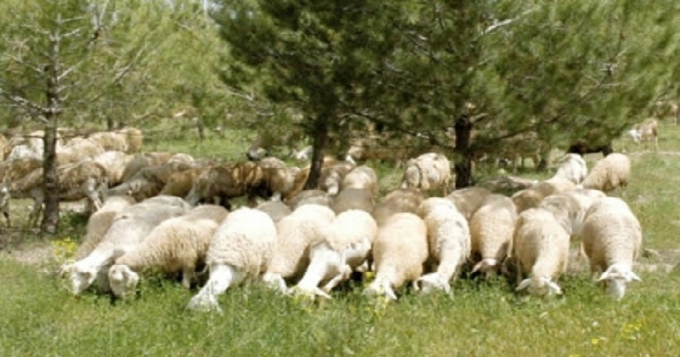 3 importantes beneficios del pastoreo integrado en granjas ovinas caprinas