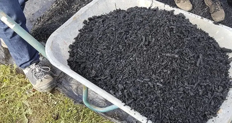 ¿Se le puede brindar biocarbón a los bovinos?