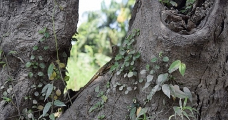 La biodiversidad se está perdiendo a un ritmo alarmante