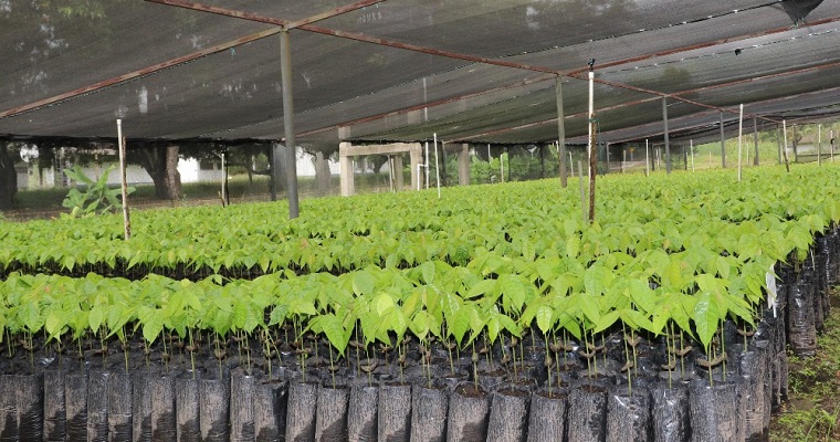 Clones de alta calidad ofrece el Centro de Investigación Nataima de AGROSAVIA a los productores de cacao
