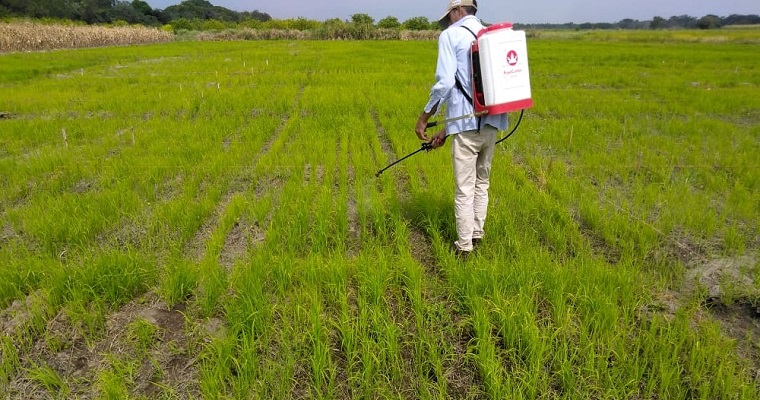 El biofertilizante que optimiza el uso sostenible del fósforo en los cultivos de arroz y maíz será una realidad