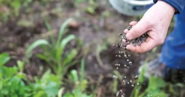 Ventajas y limitaciones del uso de biofertilizantes en la agricultura
