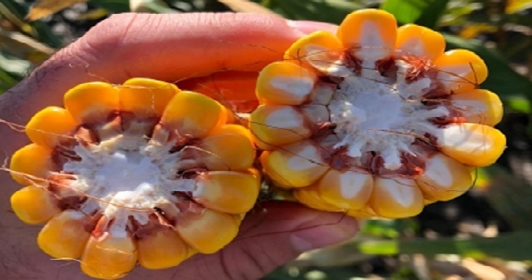 ¿Por qué los bioinsumos son clave para la producción sustentable?