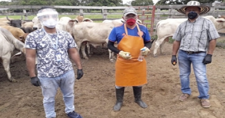 ¿Quiere tener éxito en la ganadería? Siga los protocolos