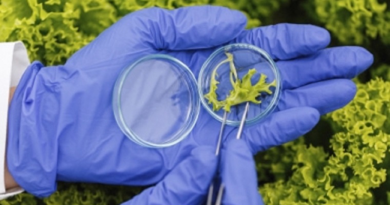 La biotecnología, clave en cadenas alimentarias tras la pandemia