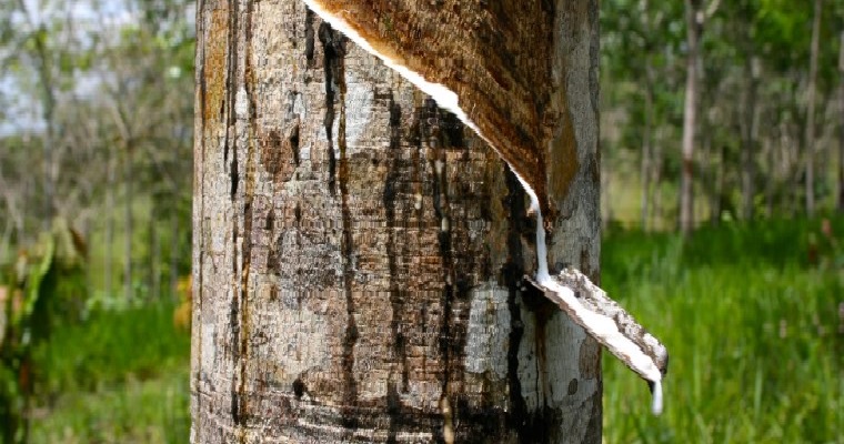 Soluciones tecnológicas para optimizar los sistemas de producción de caucho en Colombia