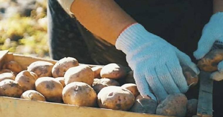 Bonos de carbono, otra forma de incrementar los ingresos en el agro