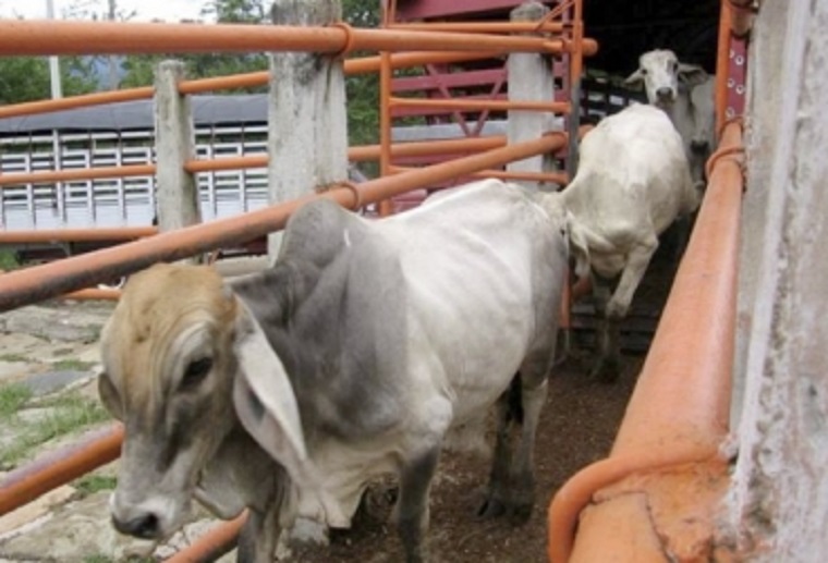 2018 fue el segundo año con el registro más bajo de sacrificio de ganado