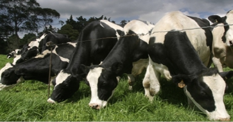 En los bovinos, el rendimiento depende de la rutina