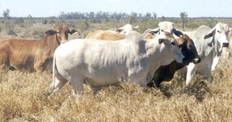 Fuerte caída en el hato ganadero en Australia podría ser una oportunidad más para la carne colombiana