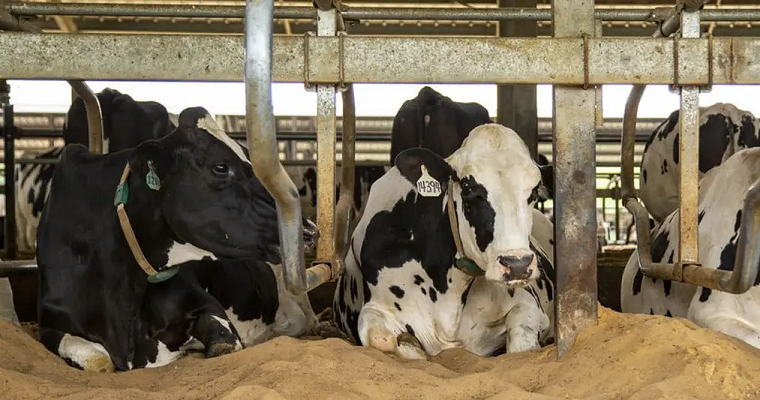 Cuál es la temperatura de confort en bovinos