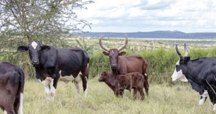 Ganado y tierras de cultivo podrían ayudar a salvar el planeta