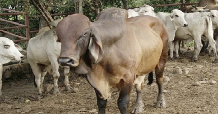 Ganaderos de Norte de Santander celebran levantamiento de cuarentena