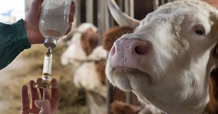 Para qué sirven los antiinflamatorios en bovinos y cuándo usarlos
