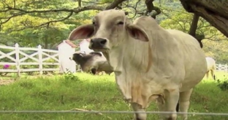 Piden mayor capacitación en BPG como paso previo a exportar a EE.UU.