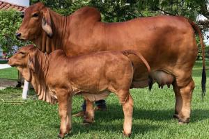 Colombia quiere tener la mejor vaca Brahman del mundo