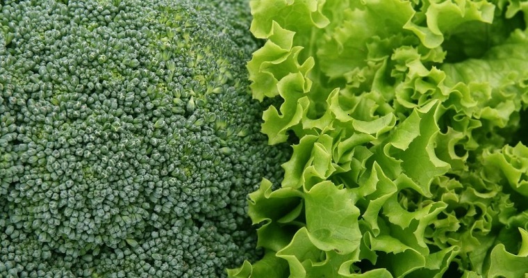 Ahora el brócoli y la lechuga se podrán transformar y consumir en polvo, como estrategia de aprovechamiento de los residuos agrícolas