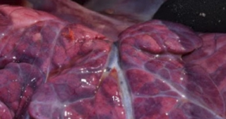 Así se ha presentado la bronquitis verminosa en ganaderías colombianas