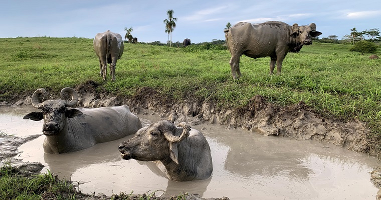 Conoce un poco más sobre el búfalo de agua (Bubalus Bubalis)