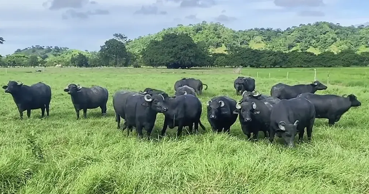 Los búfalos convierten forrajes de baja calidad en carne y leche con altos nutrientes